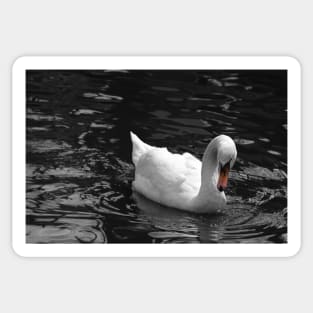 White swan Sticker